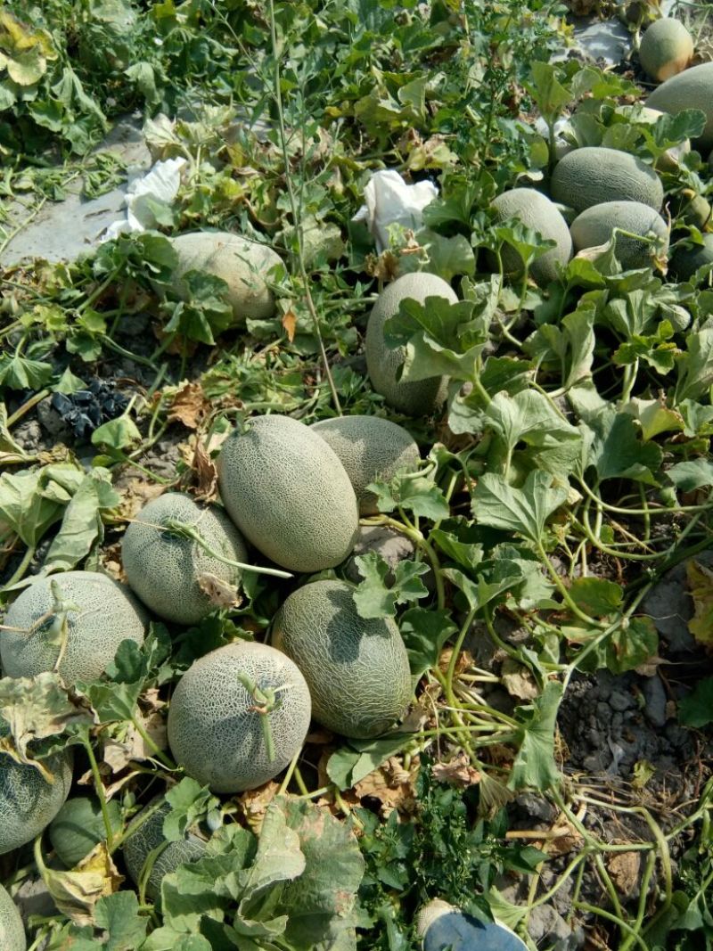 西州蜜瓜5斤以上长圆形