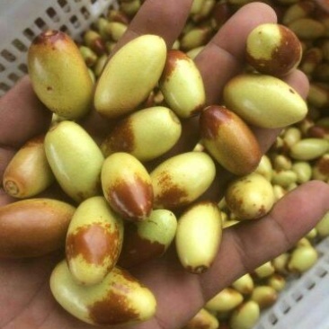 特级鲜枣特级优质马牙枣产地直供！！！！！
