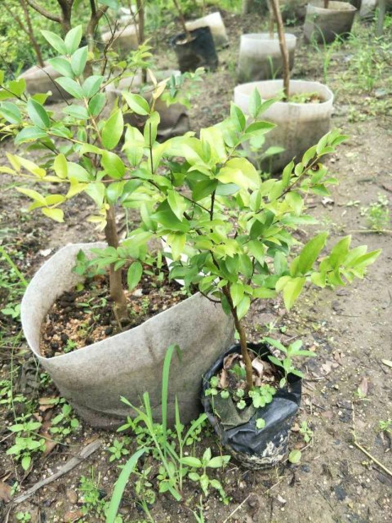 嘉宝果树苗2年