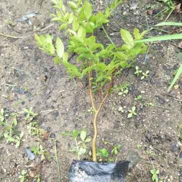 嘉宝果树苗2年