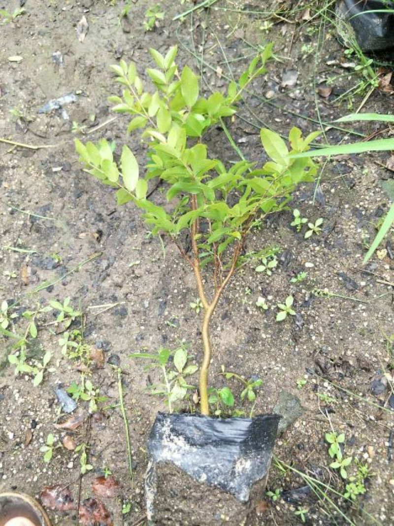 嘉宝果树苗2年