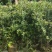 嘉宝果树苗2年