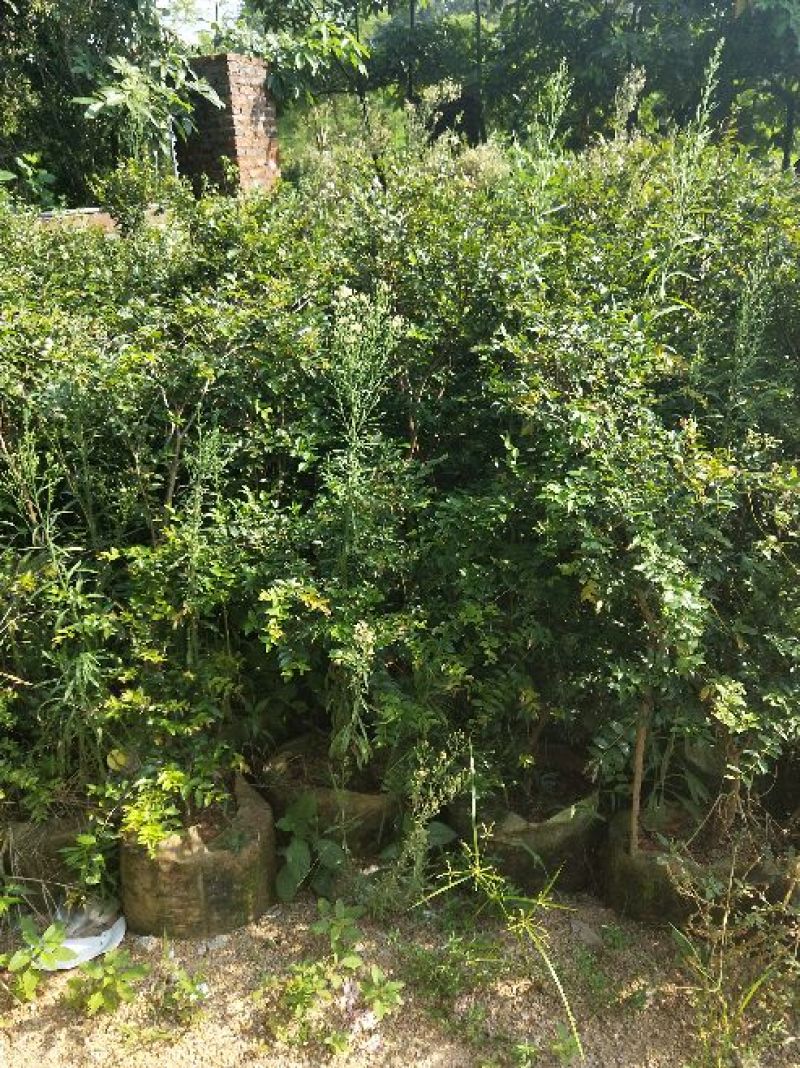 嘉宝果树苗2年