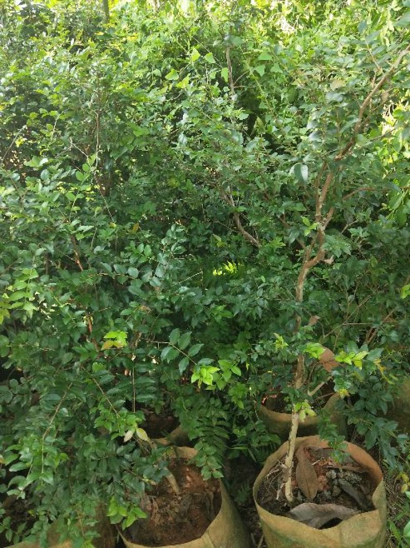 嘉宝果树苗3年