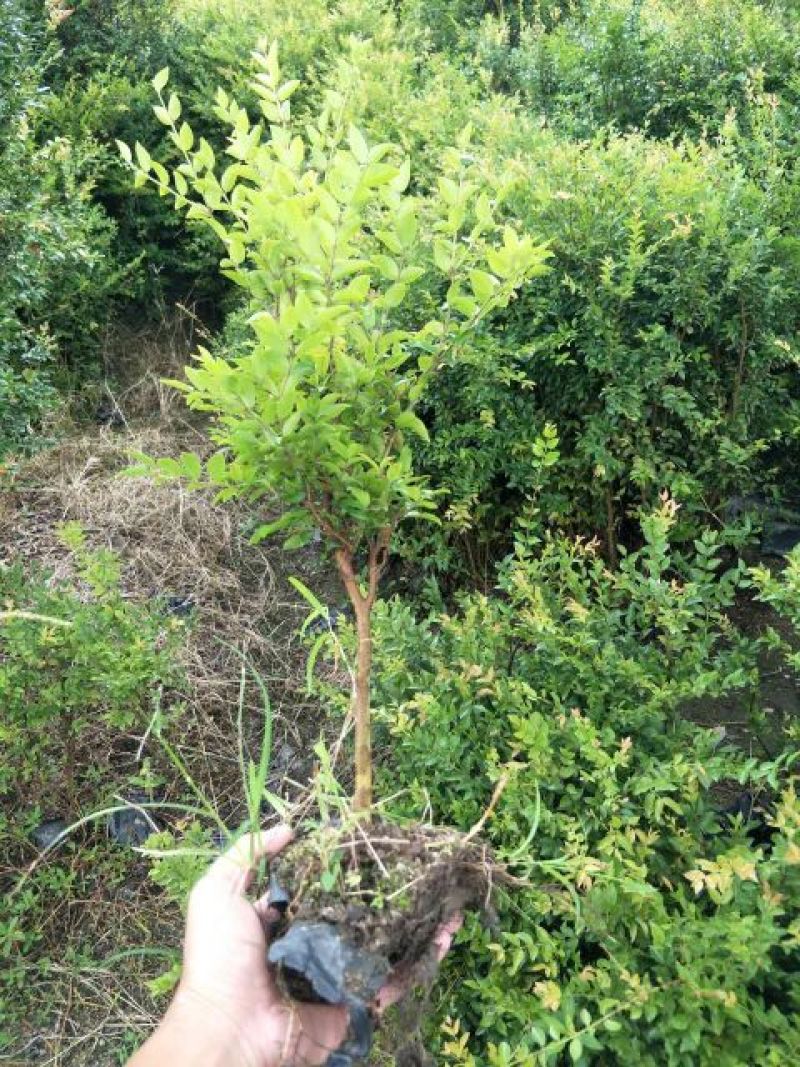 嘉宝果树苗3年