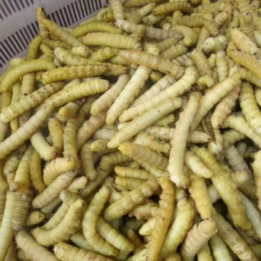 豆丹食用