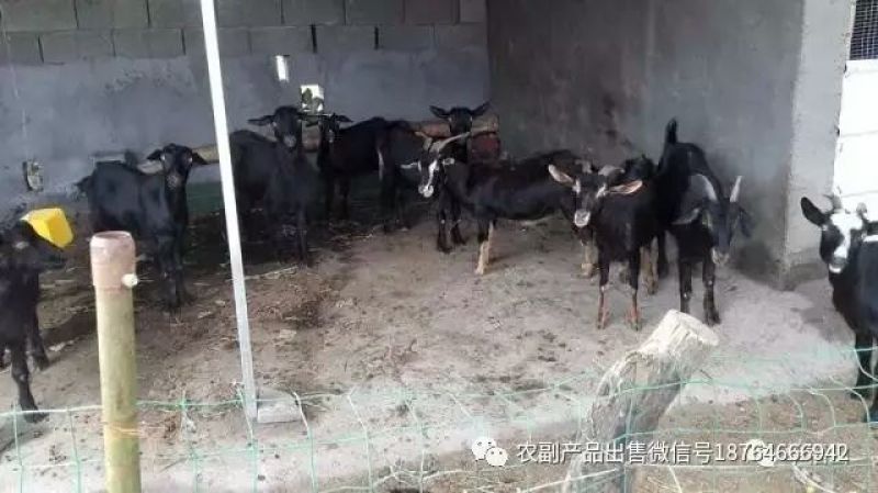黑山羊种羊30~50斤