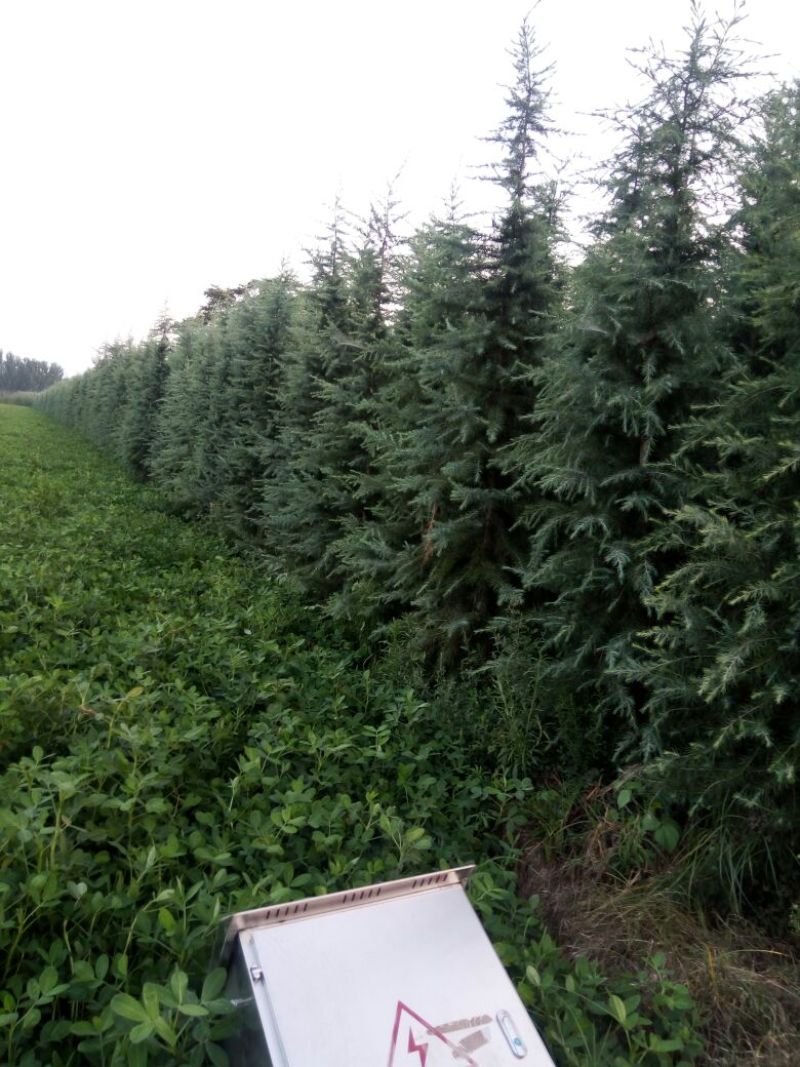 造型松6公分