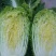 大白菜4~6斤毛菜