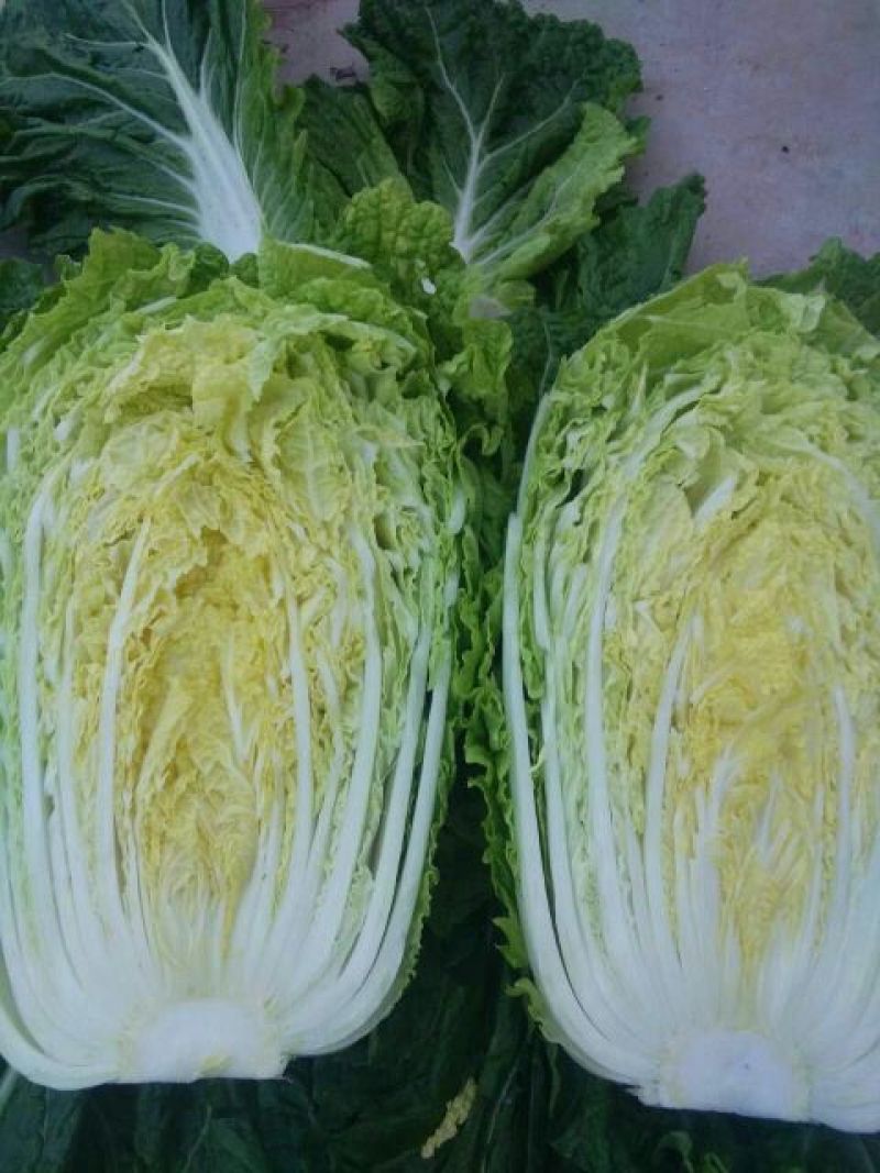 大白菜4~6斤毛菜