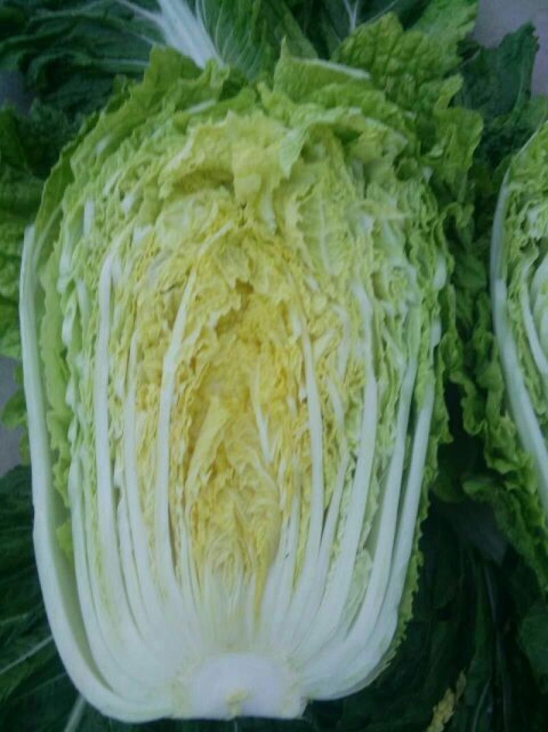 大白菜4~6斤毛菜