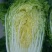 大白菜4~6斤毛菜