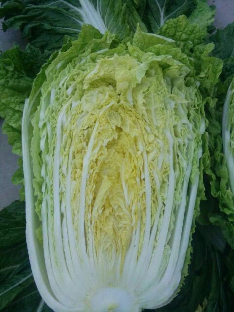 大白菜4~6斤毛菜