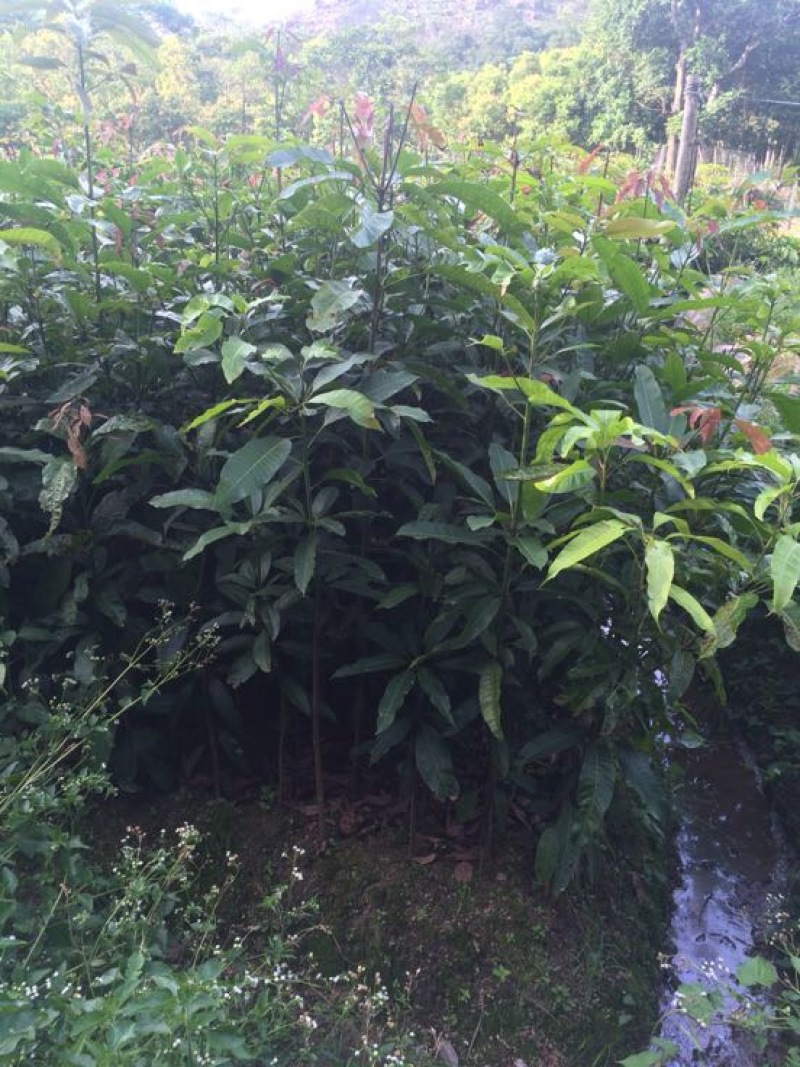 芒果苗1m以下
