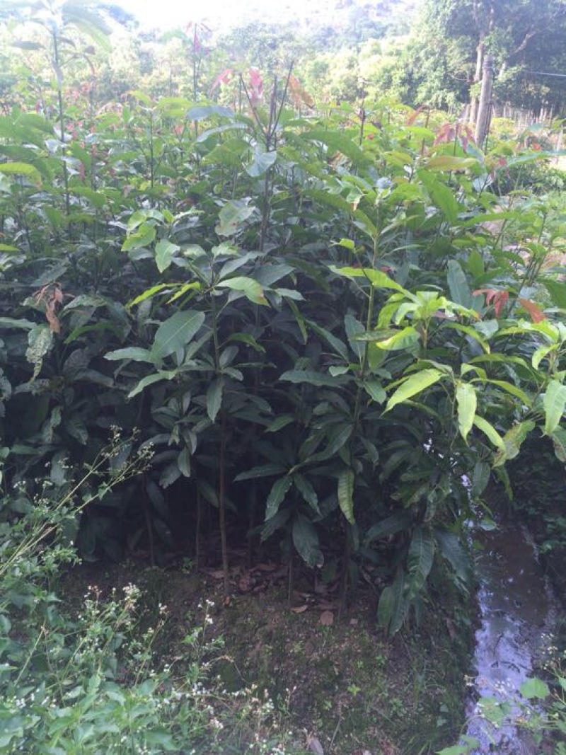 芒果苗1m以下