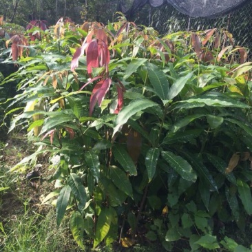 芒果苗1m以下