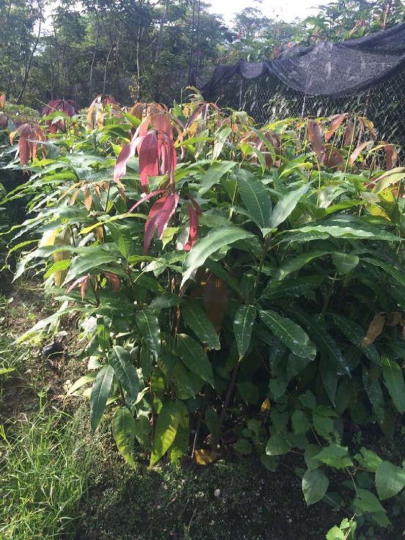 芒果苗1m以下