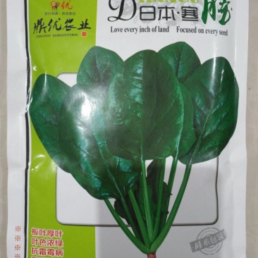 菠菜种子