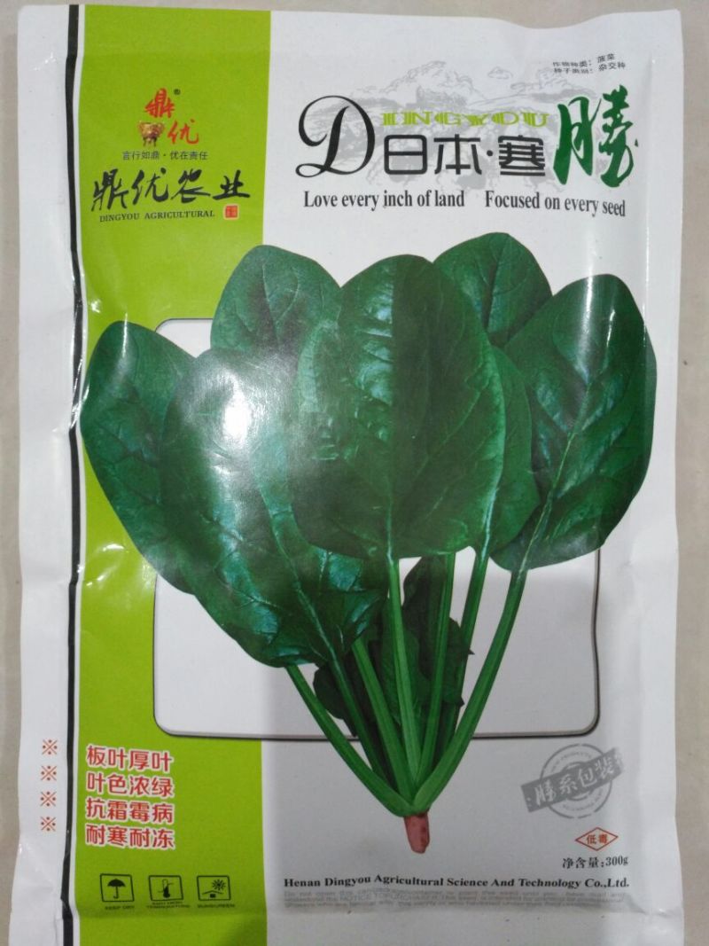 菠菜种子