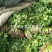 【荐】精品凌海大叶香菜25~28公分无黄叶做工好