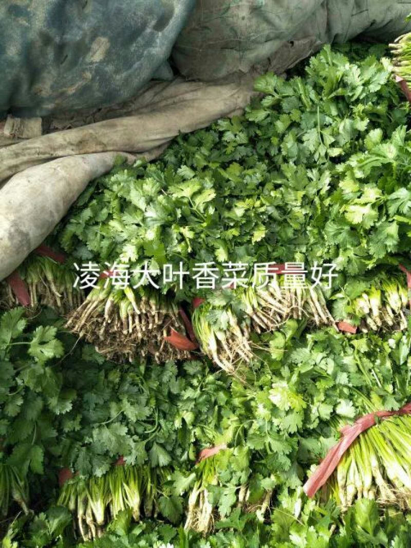 【荐】精品凌海大叶香菜25~28公分无黄叶做工好
