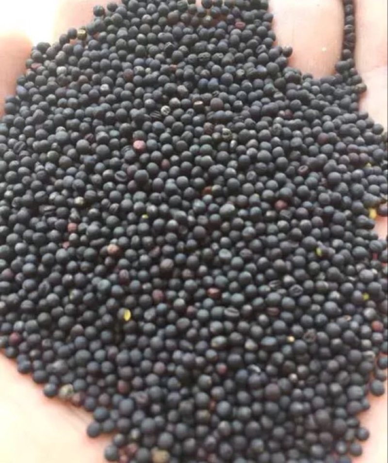 油菜籽1级