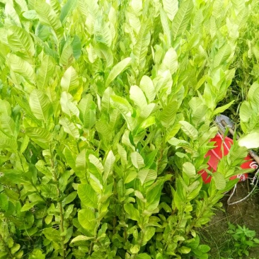 香水柠檬树苗50~80cm