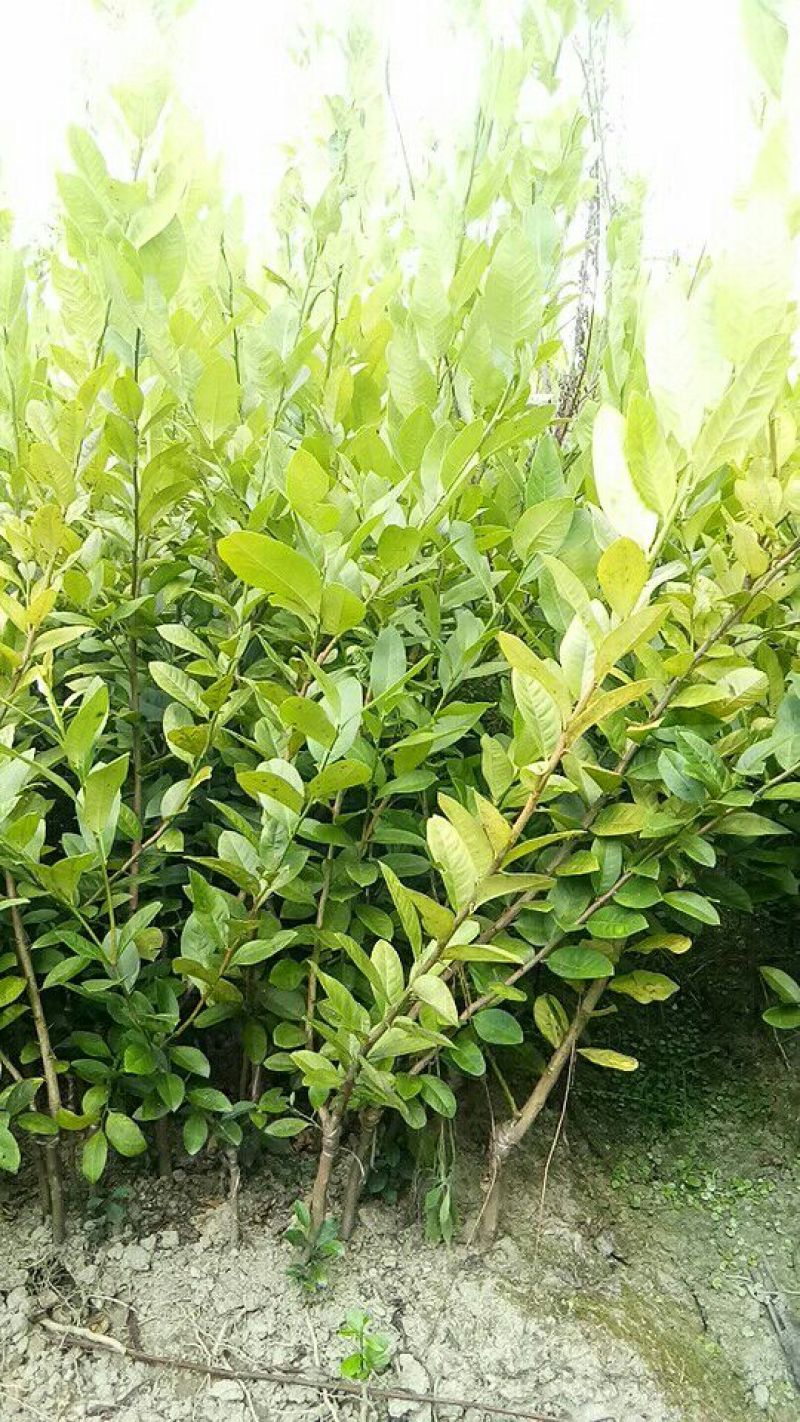香水柠檬树苗50~80cm