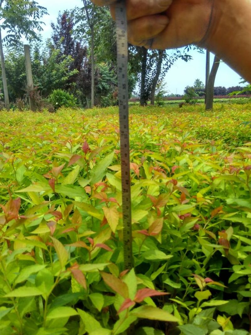 金焰绣线菊30~50cm