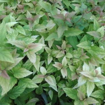 金焰绣线菊30~50cm