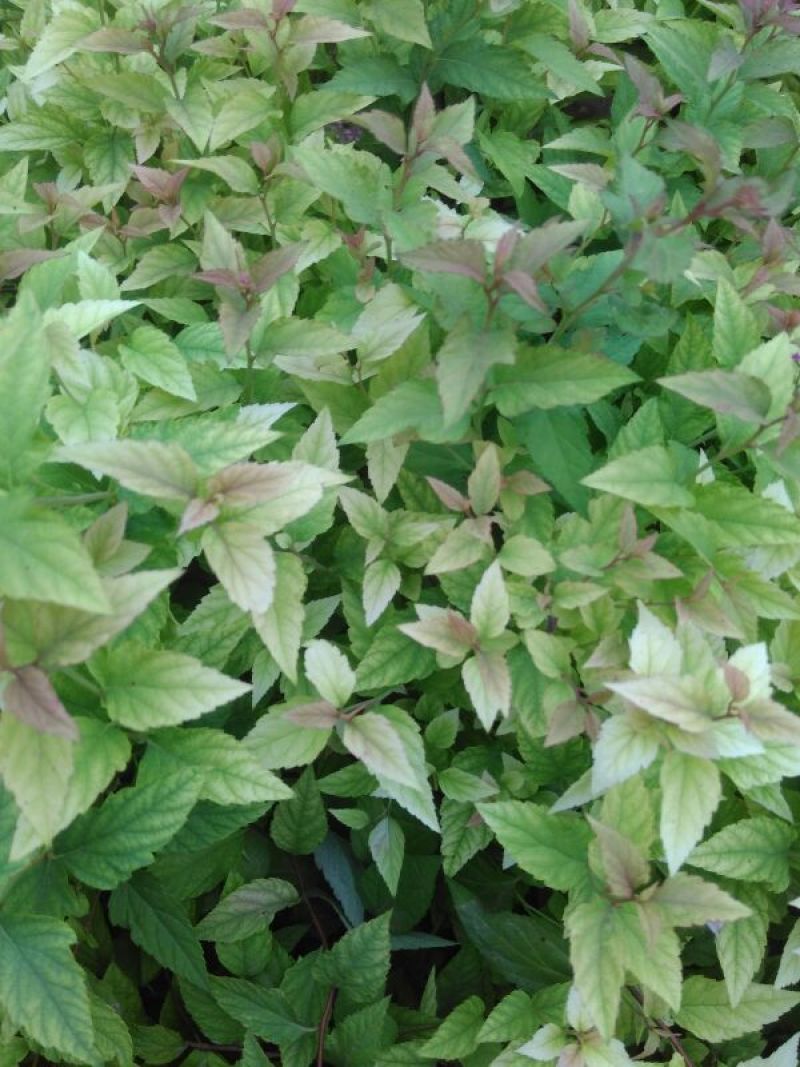 金焰绣线菊30~50cm