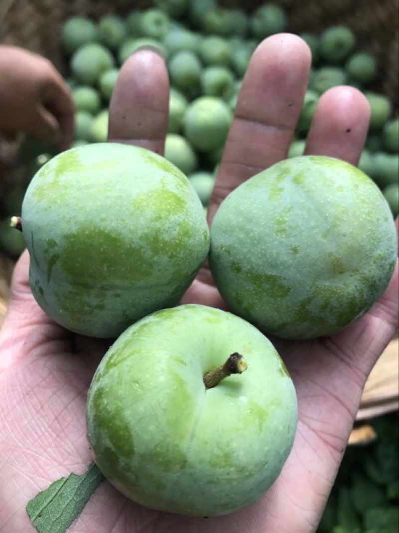 茂县高山青脆脱骨李，口感好，个大，产地直供，一手货源