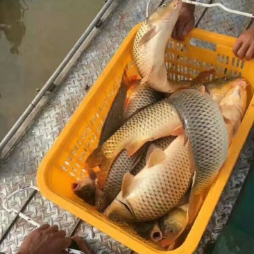 河鲤鱼食用3公斤以上