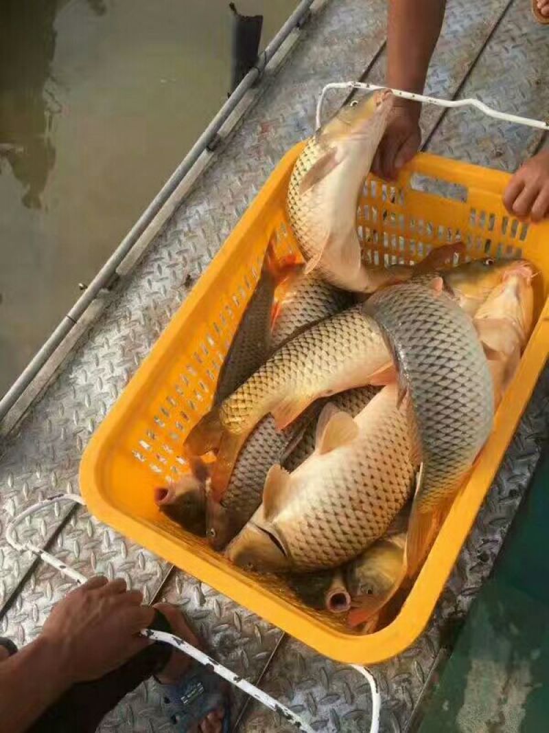 河鲤鱼食用3公斤以上