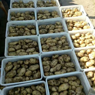 荷兰十五土豆通货2两以上