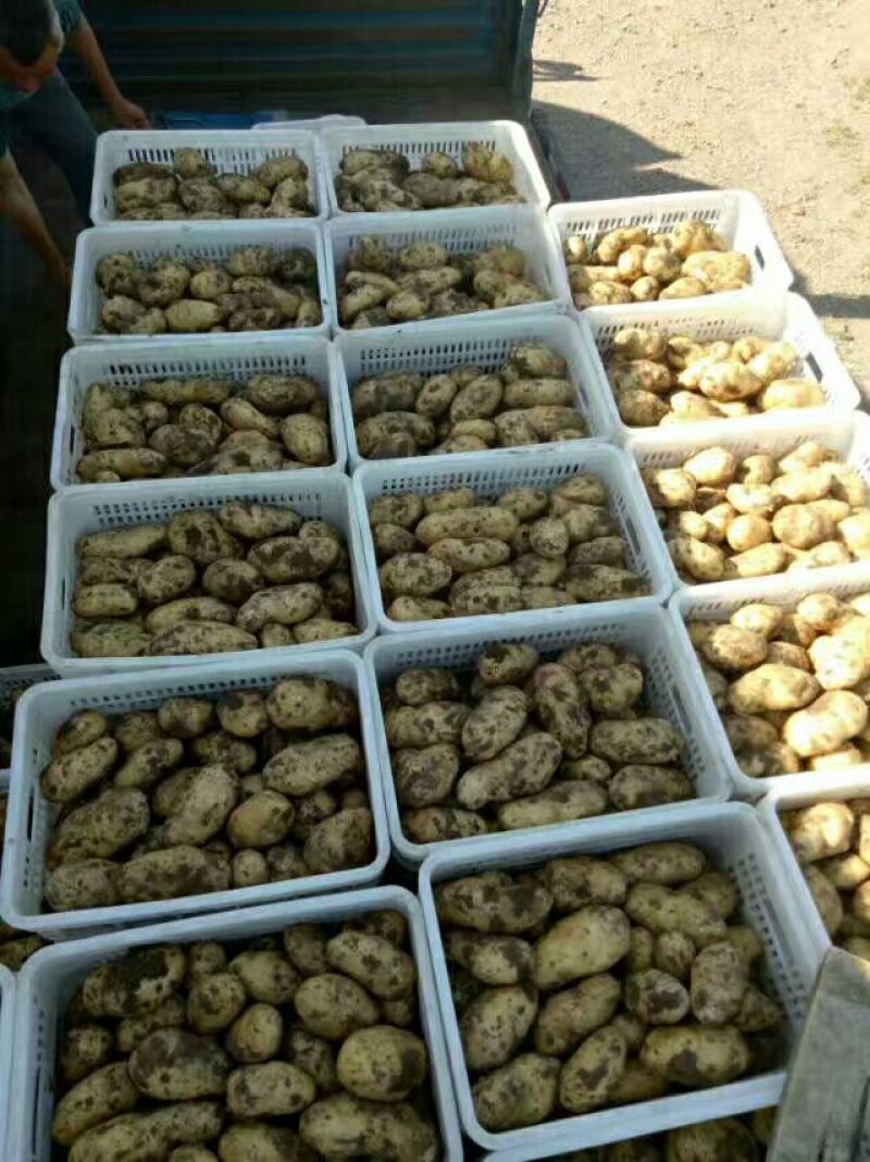 荷兰十五土豆通货2两以上