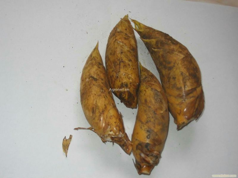 毛竹春笋15~20cm