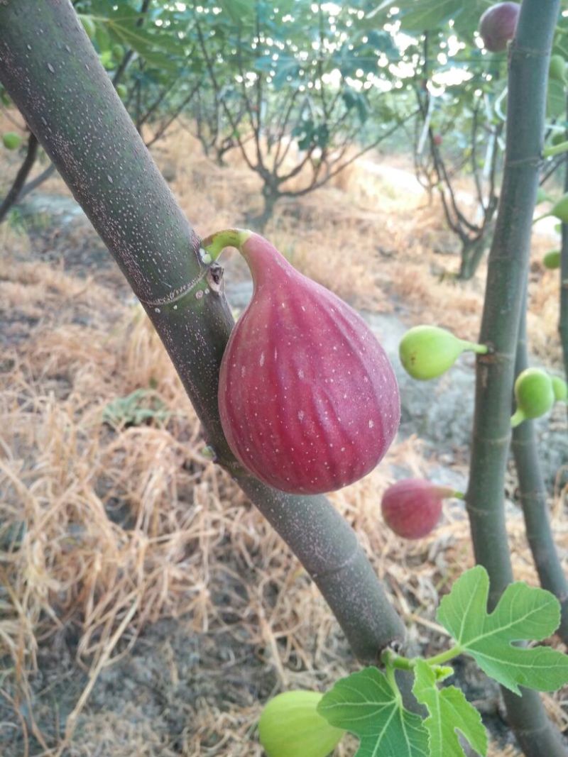 无花果波姬红
