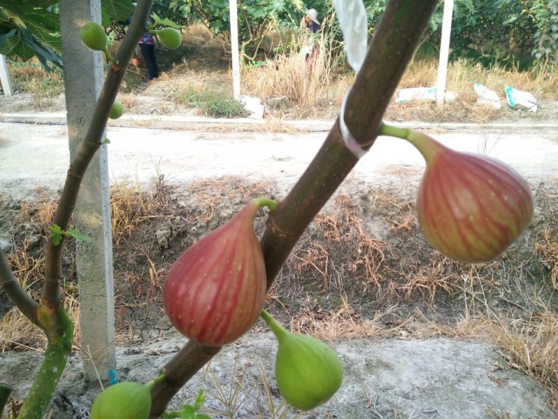无花果波姬红