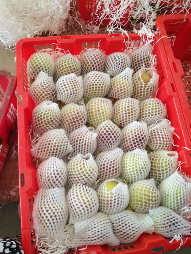 无花果波姬红