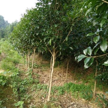自产自销湖南八月桂米径4-5-6-8公分的桂花