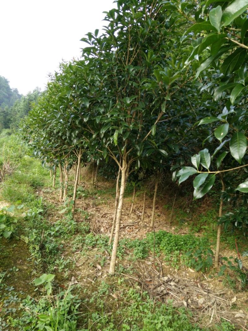 自产自销湖南八月桂米径4-5-6-8公分的桂花