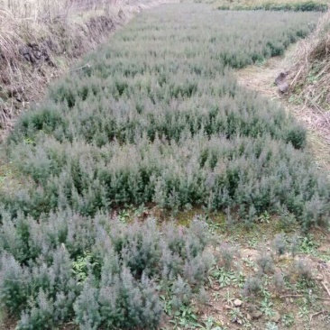 湖南优质柏木苗20~30cm规格全，柏木柏苗，大量现货