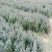 湖南优质柏木苗20~30cm规格全，柏木柏苗，大量现货