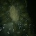 甲鱼苗鱼苗