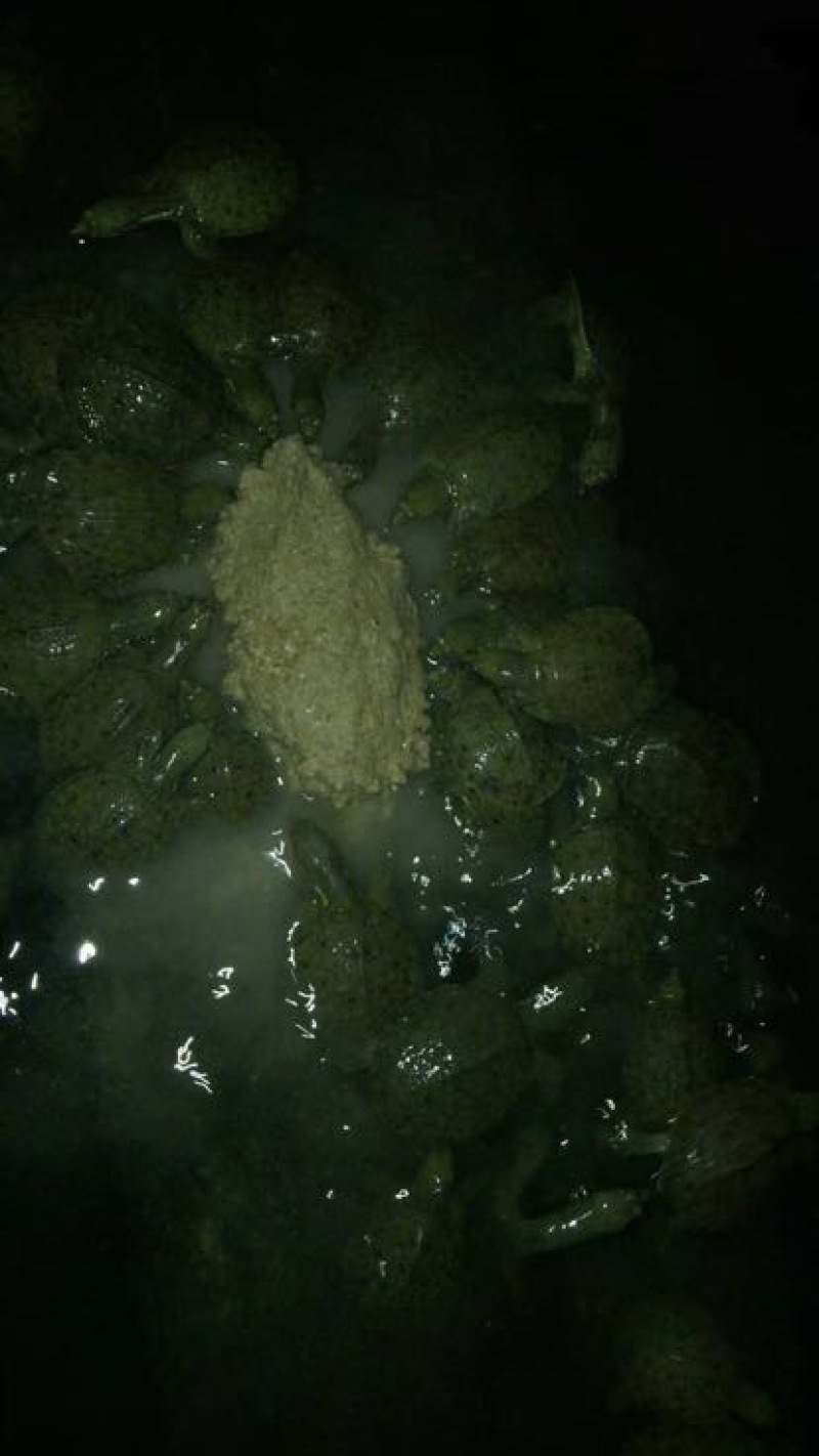 甲鱼苗鱼苗