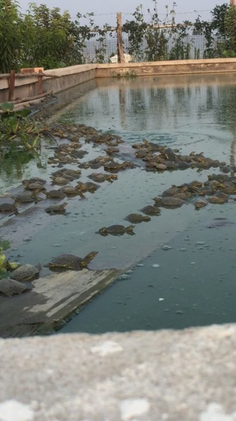 甲鱼苗鱼苗