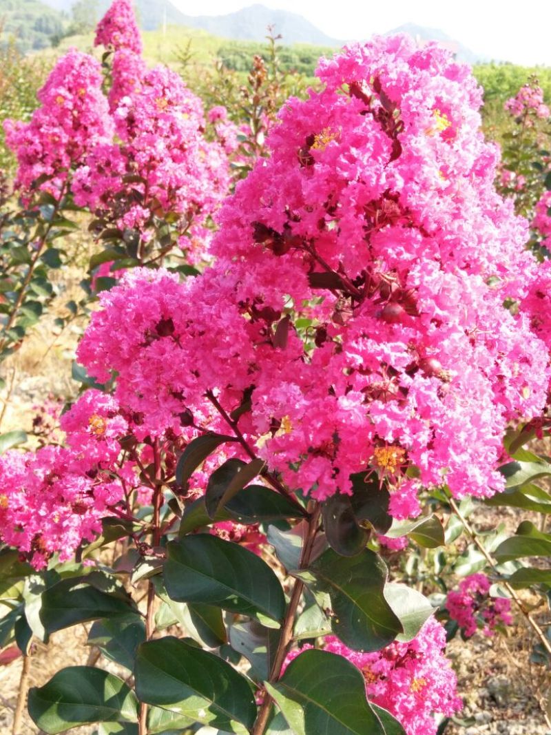 【规格全】三红紫薇紫叶红花紫薇，玫红紫薇现挖现发