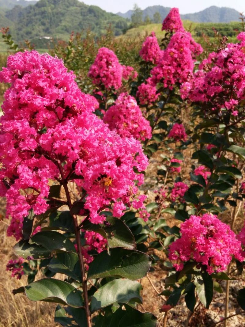 【规格全】三红紫薇紫叶红花紫薇，玫红紫薇现挖现发