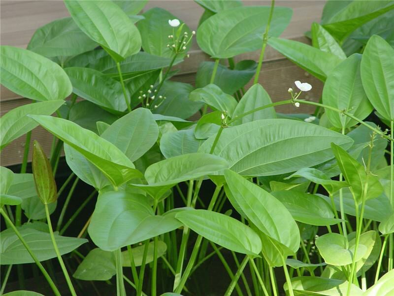 凤眼蓝铜钱草。萱草。人工水草。